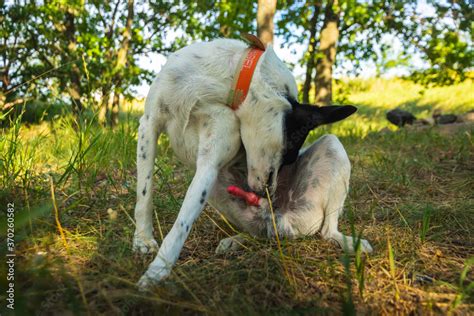 hund und frau sex|Hund und Frau im Park Stock Photo 